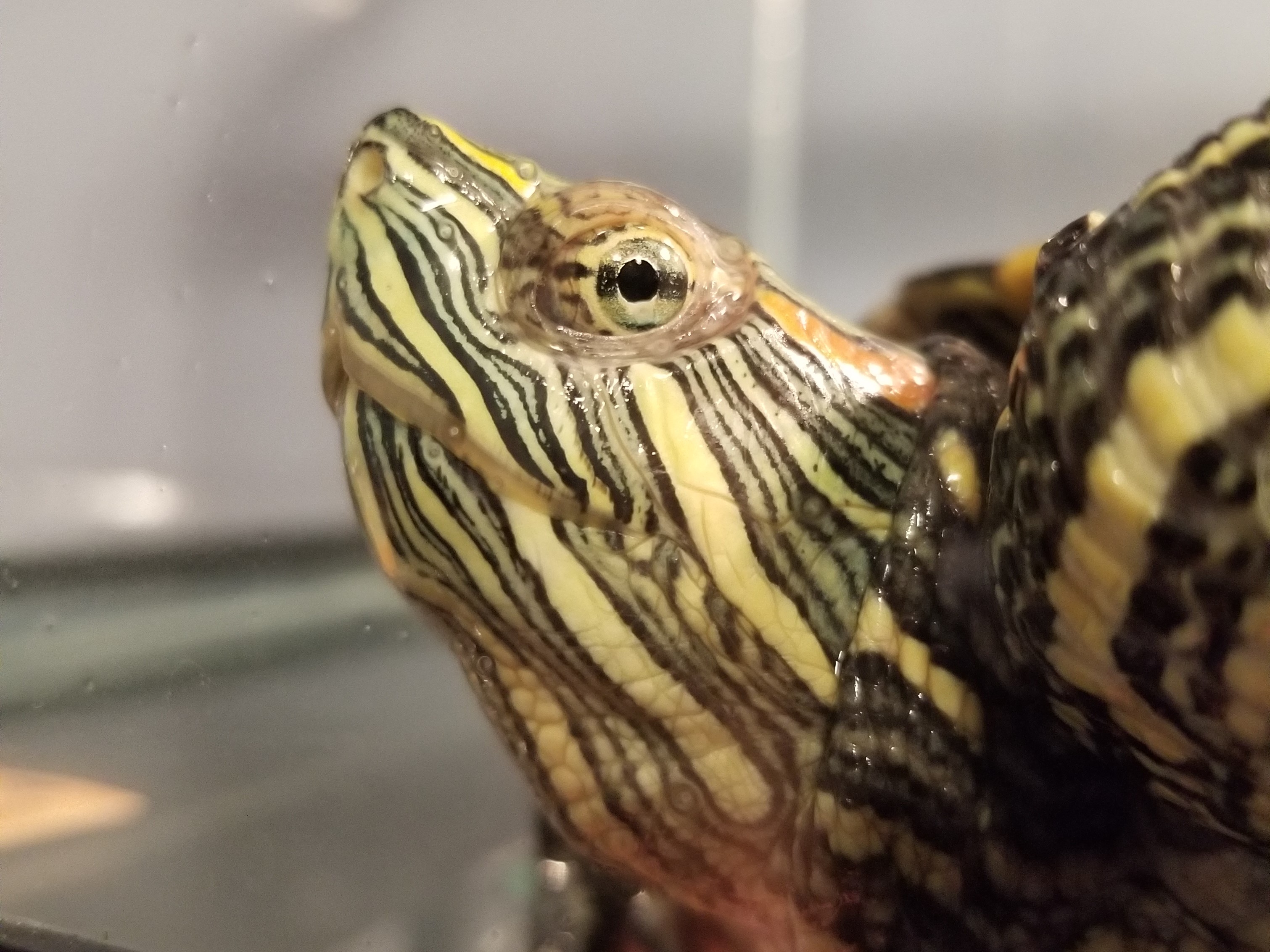Pooch Turtle Buddy | Our Story